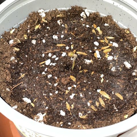 Purple Zkittlez #2 by KilliczGe growlog photo