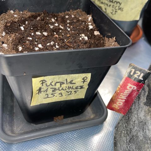 Purple Zkittlez #1 by KilliczGe growlog photo