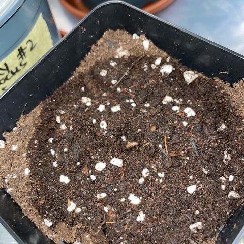 Purple Zkittlez #1 by KilliczGe growlog photo