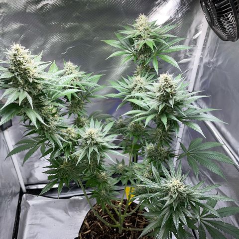 Tangerine Dream Fem by KilliczGe growlog timeline photo