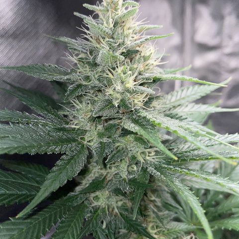 Tangerine Dream Fem by KilliczGe growlog timeline photo