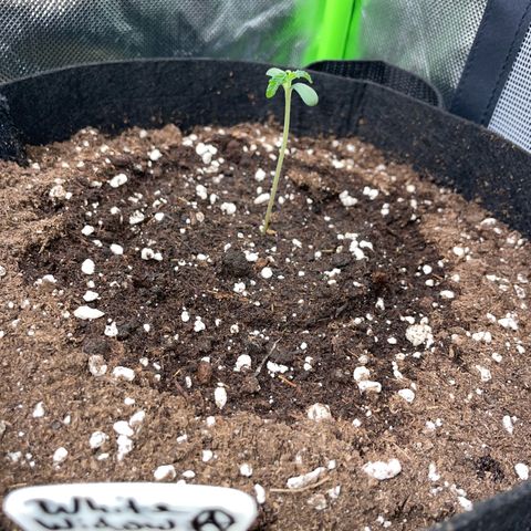 White Widow Automatic by KilliczGe growlog timeline photo