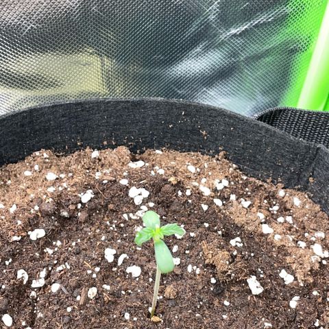 White Widow Automatic by KilliczGe growlog timeline photo