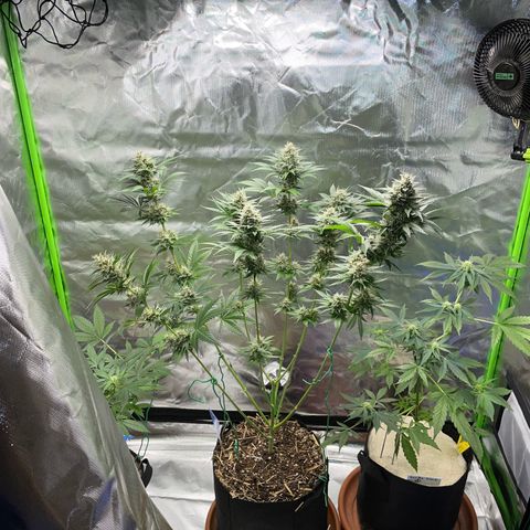 Tangerine Dream Fem by KilliczGe growlog timeline photo