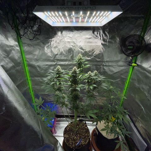Tangerine Dream Fem by KilliczGe growlog timeline photo