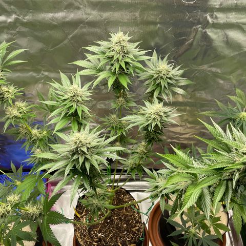 Tangerine Dream Fem by KilliczGe growlog timeline photo