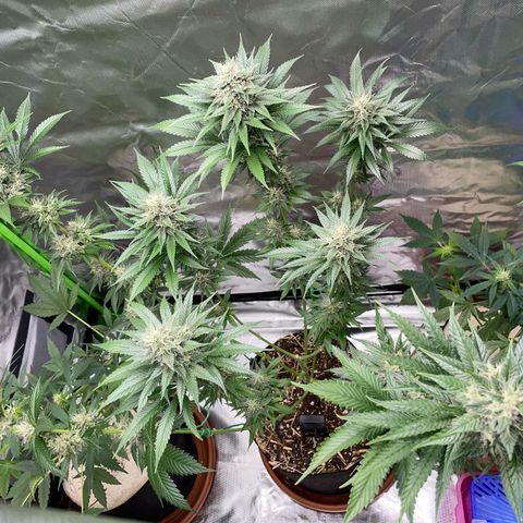 Tangerine Dream Fem by KilliczGe growlog timeline photo