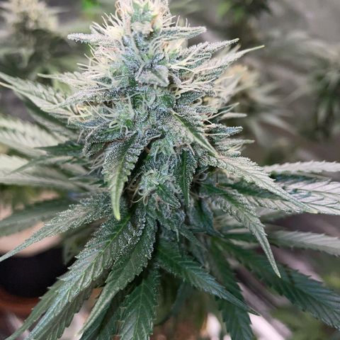 Tangerine Dream Fem by KilliczGe growlog timeline photo