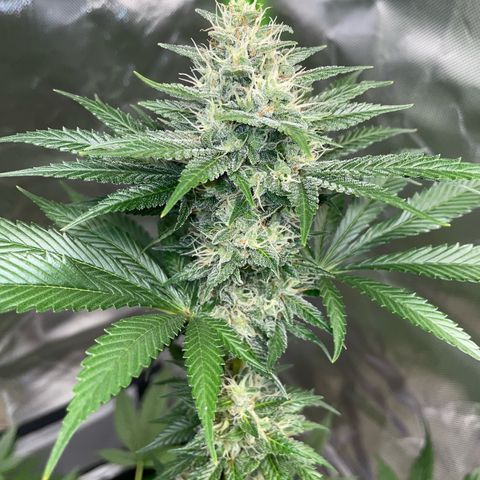Tangerine Dream Fem by KilliczGe growlog timeline photo