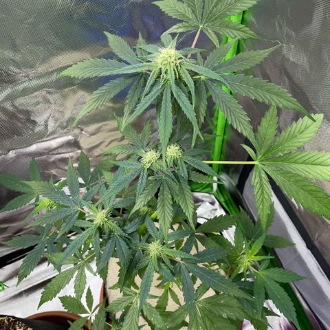 Late Outdoor season 25 - turned inside :D 1 AK48#2 auto  growlog timeline photo