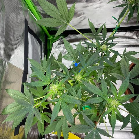 Late Outdoor season 25 - turned inside :D 1 AK48#2 auto  growlog timeline photo