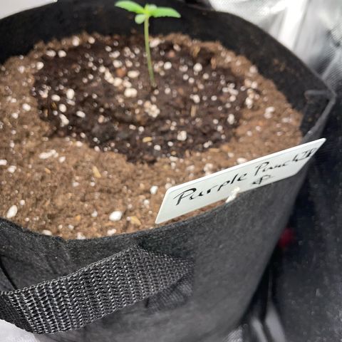 Purple Punch Automatic by KilliczGe growlog timeline photo