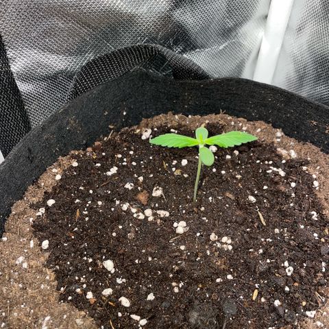 Purple Punch Automatic by KilliczGe growlog timeline photo