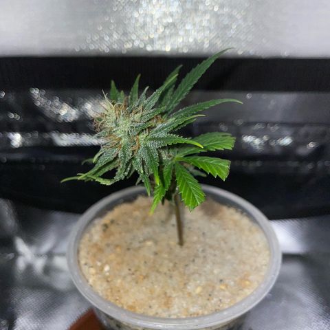 Tangerine Dream Clon #1 by KilliczGe growlog timeline photo
