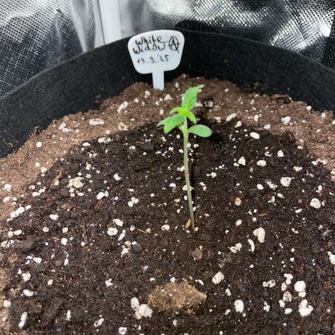 White Widow Automatic by KilliczGe growlog timeline photo