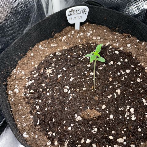 White Widow Automatic by KilliczGe growlog timeline photo