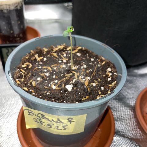 Big Bud by KilliczGe growlog timeline photo