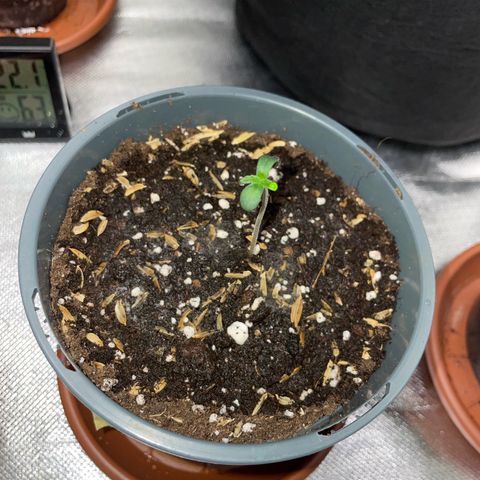 Big Bud by KilliczGe growlog timeline photo