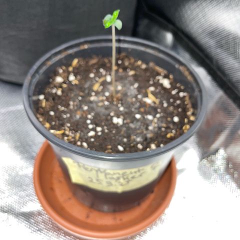 Permanent Marker by KilliczGe growlog timeline photo