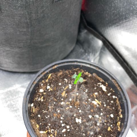 Permanent Marker by KilliczGe growlog timeline photo