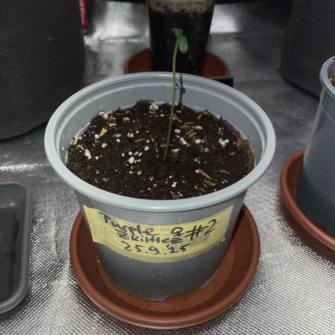 Purple Zkittlez #2 by KilliczGe growlog timeline photo