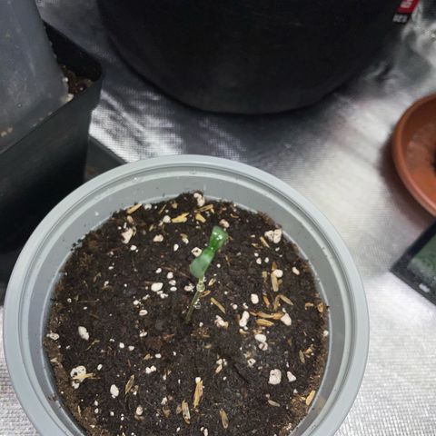 Purple Zkittlez #2 by KilliczGe growlog timeline photo