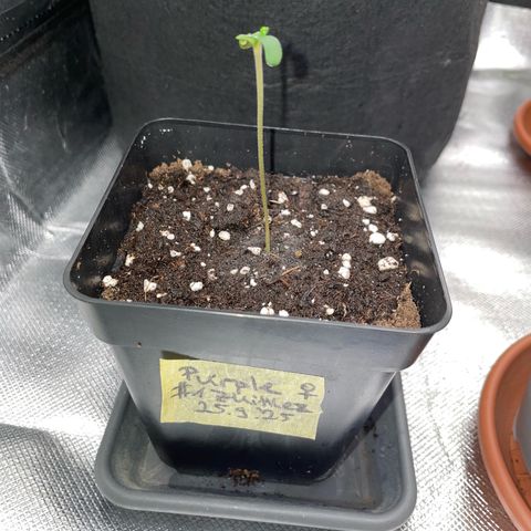 Purple Zkittlez #1 by KilliczGe growlog photo