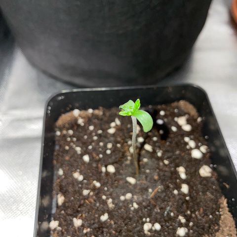 Purple Zkittlez #1 by KilliczGe growlog timeline photo