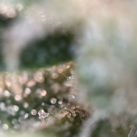 Tangerine Dream Fem by KilliczGe growlog timeline photo