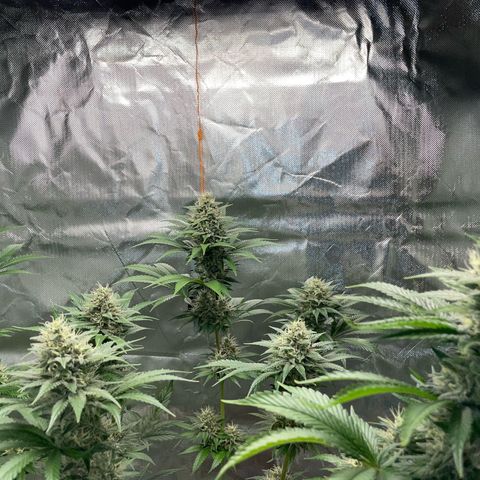 Tangerine Dream Fem by KilliczGe growlog timeline photo