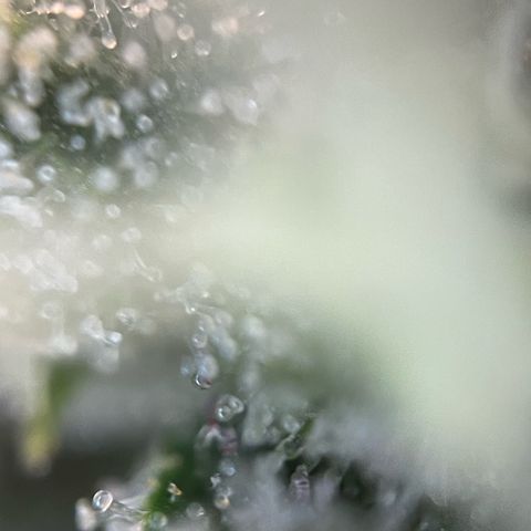 Tangerine Dream Fem by KilliczGe growlog timeline photo