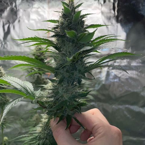 Tangerine Dream Fem by KilliczGe growlog timeline photo