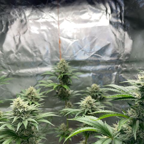 Tangerine Dream Fem by KilliczGe growlog timeline photo