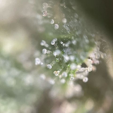 Tangerine Dream Fem by KilliczGe growlog timeline photo