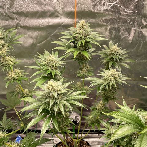 Tangerine Dream Fem by KilliczGe growlog timeline photo