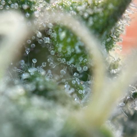 Tangerine Dream Fem by KilliczGe growlog timeline photo