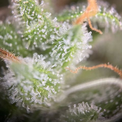 Tangerine Dream Fem by KilliczGe growlog timeline photo