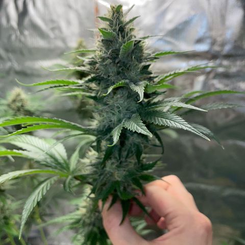 Tangerine Dream Fem by KilliczGe growlog timeline photo
