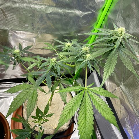 Late Outdoor season 25 - turned inside :D 1 AK48#2 auto  growlog timeline photo