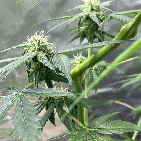 Late Outdoor season 25 - turned inside :D 1 AK48#2 auto  growlog timeline photo