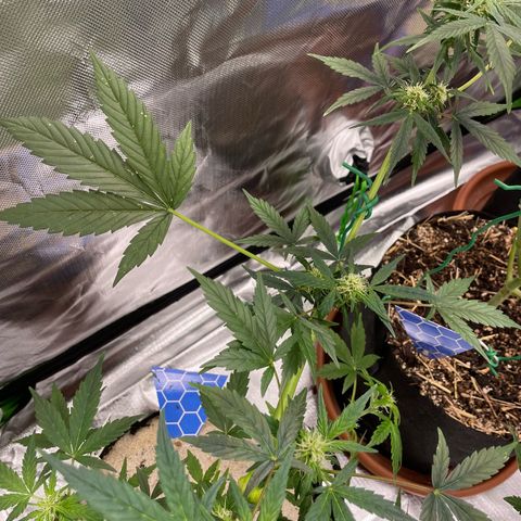 Late Outdoor season 25 - turned inside :D 1 AK48#2 auto  growlog timeline photo