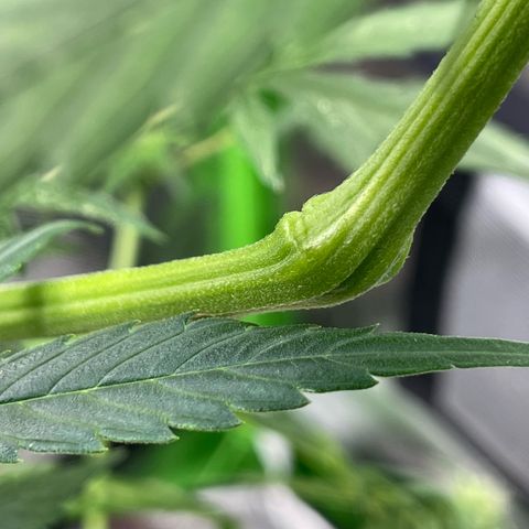 Late Outdoor season 25 - turned inside :D 1 AK48#2 auto  growlog timeline photo