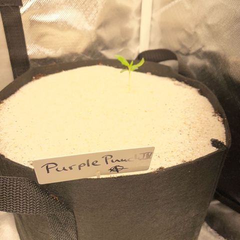 Purple Punch Automatic by KilliczGe growlog timeline photo