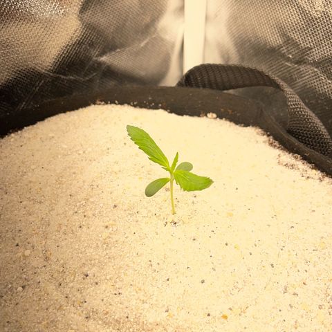 Purple Punch Automatic by KilliczGe growlog timeline photo