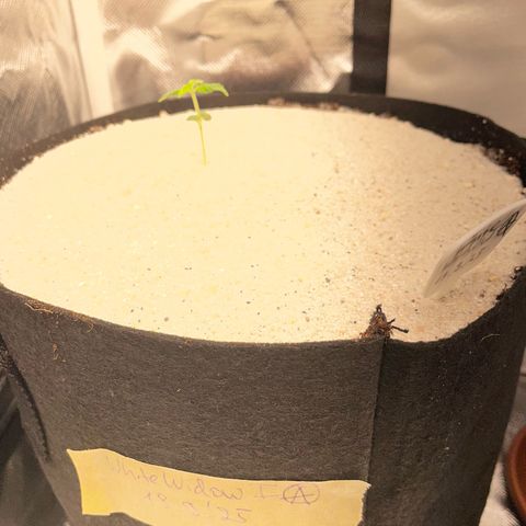 White Widow Automatic by KilliczGe growlog timeline photo