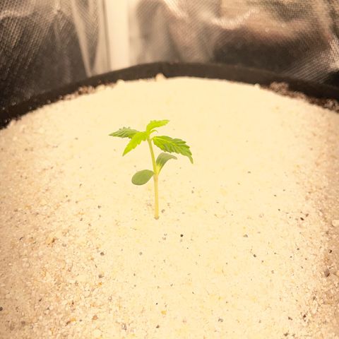 White Widow Automatic by KilliczGe growlog timeline photo