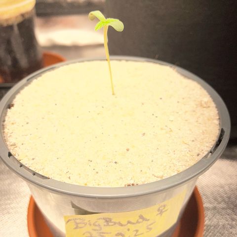 Big Bud by KilliczGe growlog timeline photo