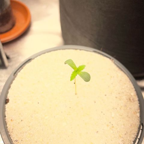 Big Bud by KilliczGe growlog timeline photo