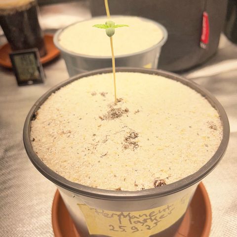 Permanent Marker by KilliczGe growlog timeline photo