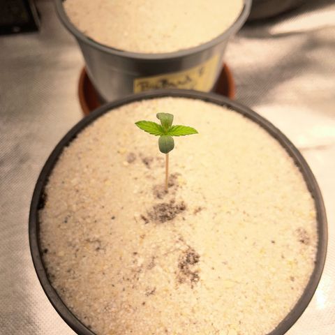 Permanent Marker by KilliczGe growlog timeline photo